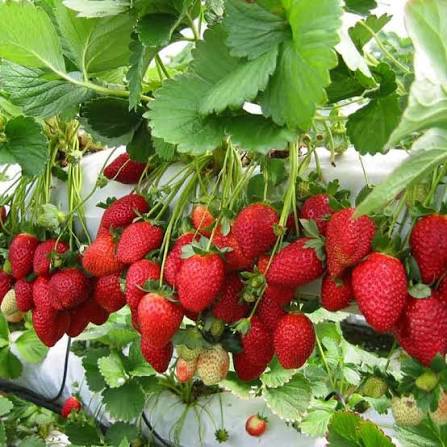 Strawberry Plants — Cherry sapling available at Agro Nursery Garden
